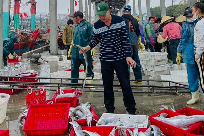 Thương lái thu mua cá hố tiền tỷ ngay tại cảng